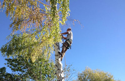 man cutting tree