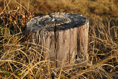 old tree stump