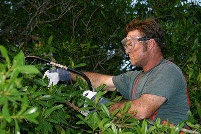 man trimming tree